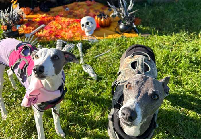 Dog Friendly Kent Weekend Guide 25 October 2025 26 October 2025