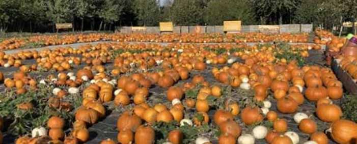 Dog Friendly Pumpkins Kent