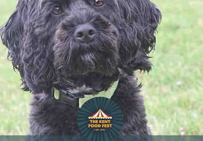 Dog Friendly Kent Weekend Guide 16 May 2026 17 May 2026