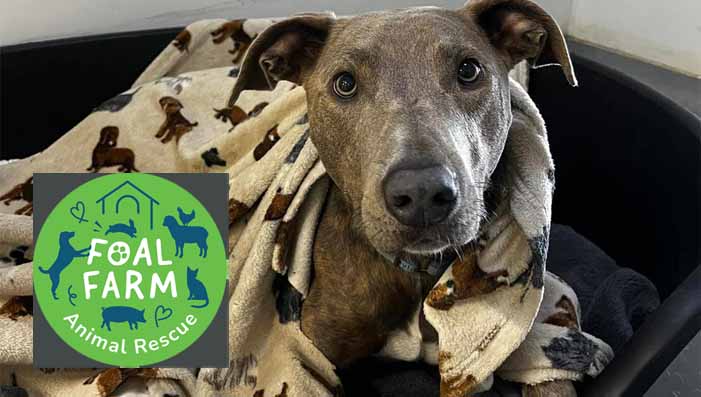Dog Rescue October 2025