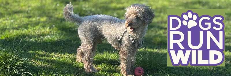 Off Lead Exercise Sessions Snodland Birling West Malling Leybourne Private Field Hire Dogs Run Wild Meadow