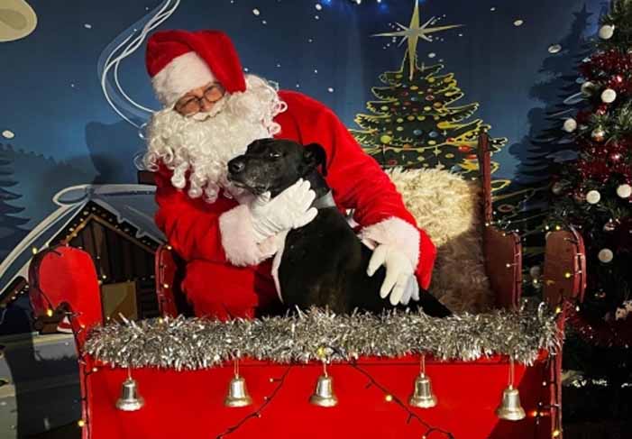 Dog Friendly Kent Weekend Guide 06 December 2025 07 December 2025